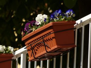 balcony-plants-357702_640